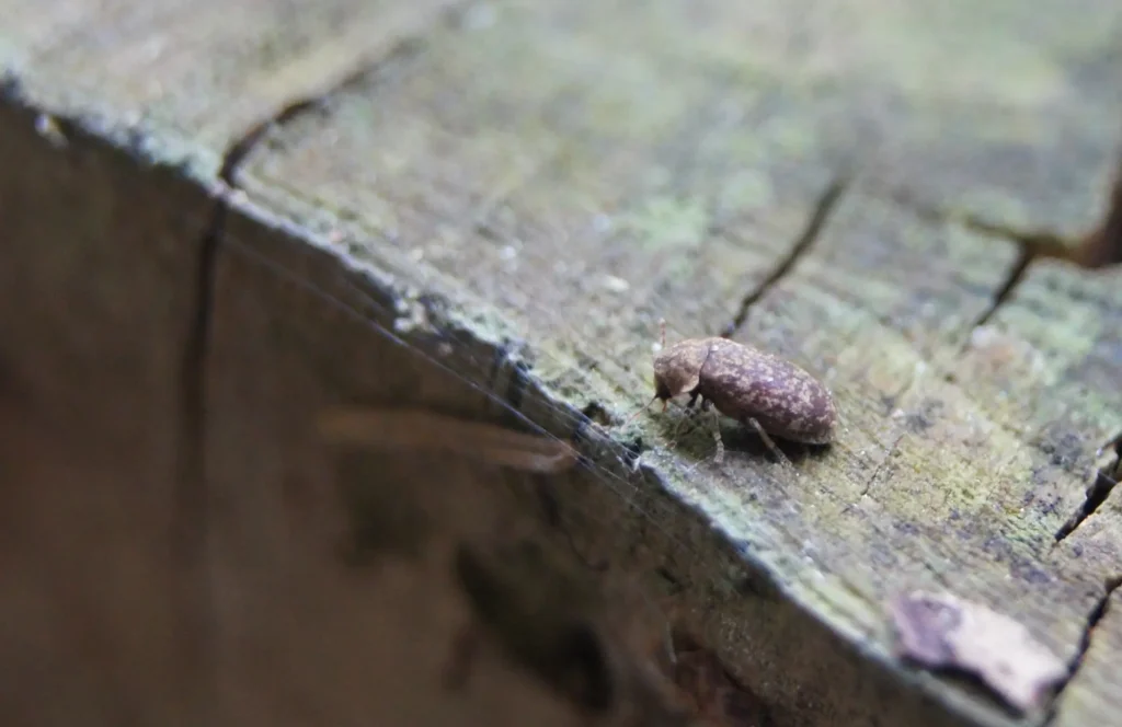 Vrillette bois - Risques charpente